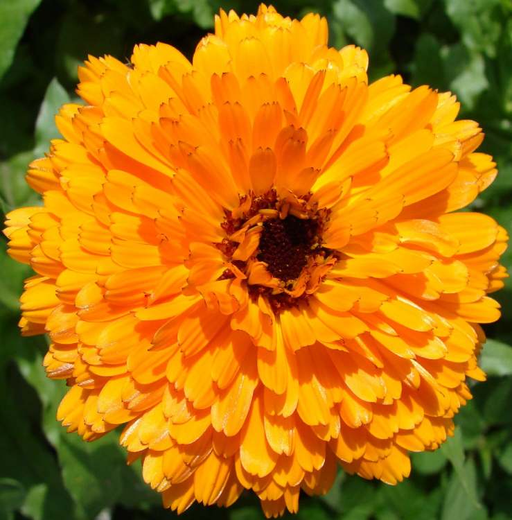 Ringelblume Blütenblätter (Bitte hier klicken um dieses Bild in seiner vollen Größe zu betrachten)