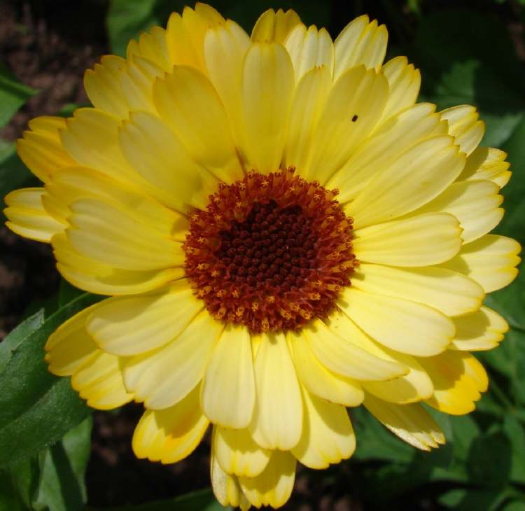 gelbe Ringelblume (Bitte hier klicken um dieses Bild in seiner vollen Größe zu betrachten)