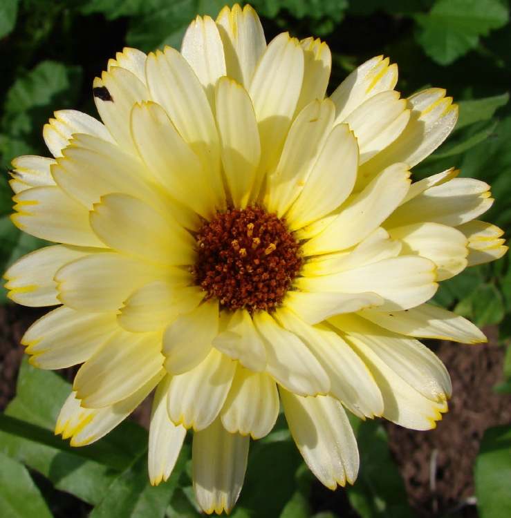 gelbe Ringelblumeblüte (Bitte hier klicken um dieses Bild in seiner vollen Größe zu betrachten)