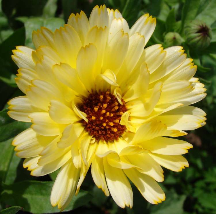 gelbe Calendula (Bitte hier klicken um dieses Bild in seiner vollen Größe zu betrachten)