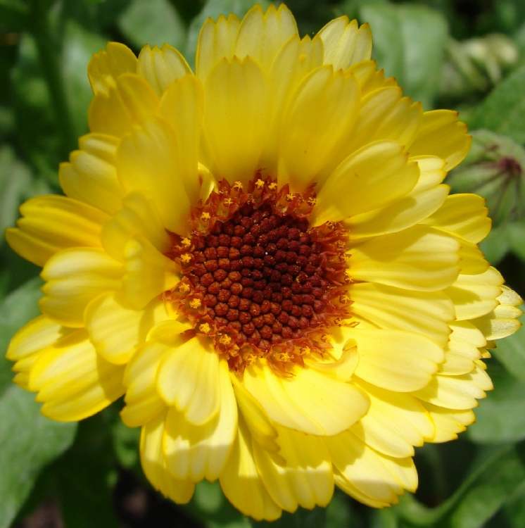 gelbe Calendula Blüte (Bitte hier klicken um dieses Bild in seiner vollen Größe zu betrachten)