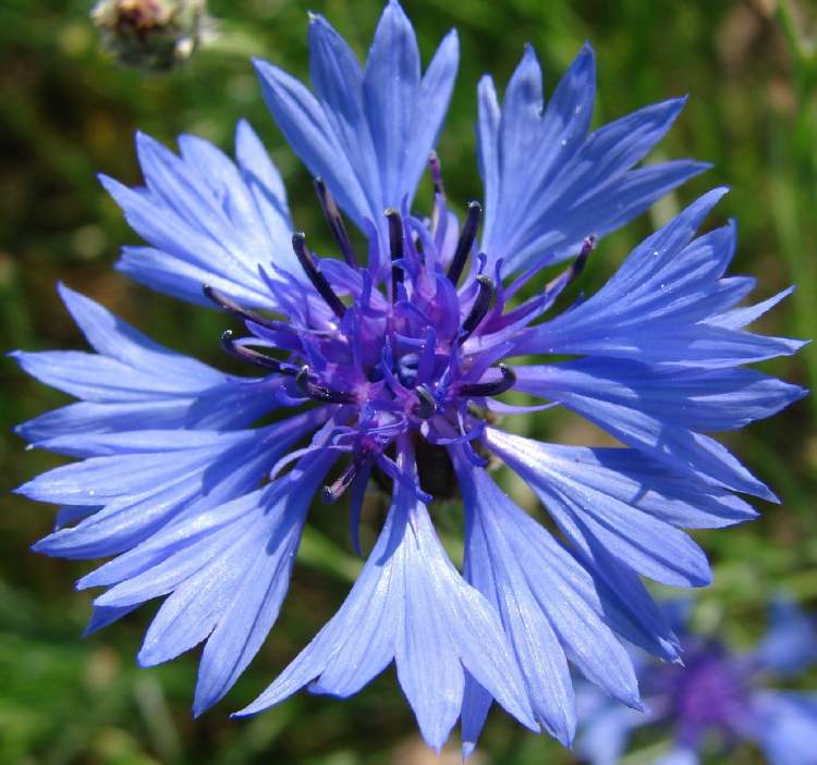 prächtige Kornblume (Bitte hier klicken um dieses Bild in seiner vollen Größe zu betrachten)