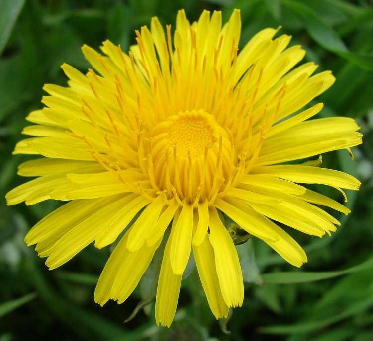 herrliche Ordnung in Löwenzahnblüte (Bitte hier klicken um dieses Bild in seiner vollen Größe zu betrachten)
