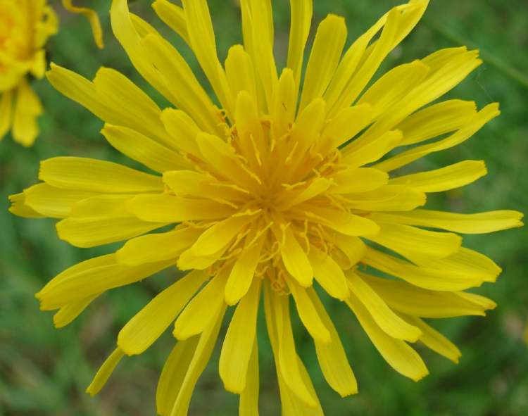 Spanische Golddistel Blüte (Bitte hier klicken um dieses Bild in seiner vollen Größe zu betrachten)