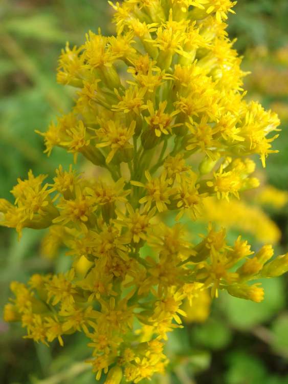 Goldrute (Solidago virgaurea) Blüten (Bitte hier klicken um dieses Bild in seiner vollen Größe zu betrachten)