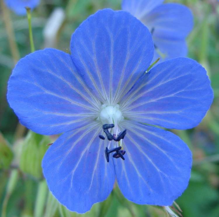 Wiesenstorchschnabelblüte (Bitte hier klicken um dieses Bild in seiner vollen Größe zu betrachten)