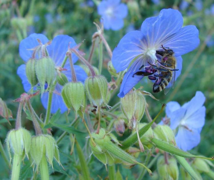 Wiesenstorchschnabel mit Biene (Bitte hier klicken um dieses Bild in seiner vollen Größe zu betrachten)