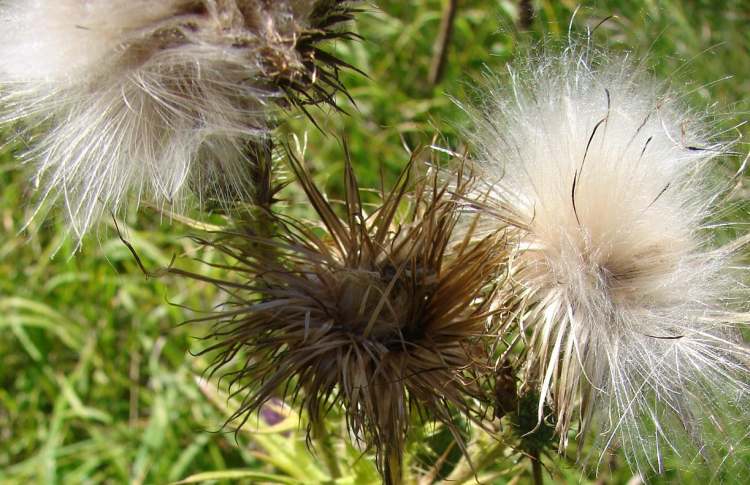 Mariendistel verblüht (Bitte hier klicken um dieses Bild in seiner vollen Größe zu betrachten)