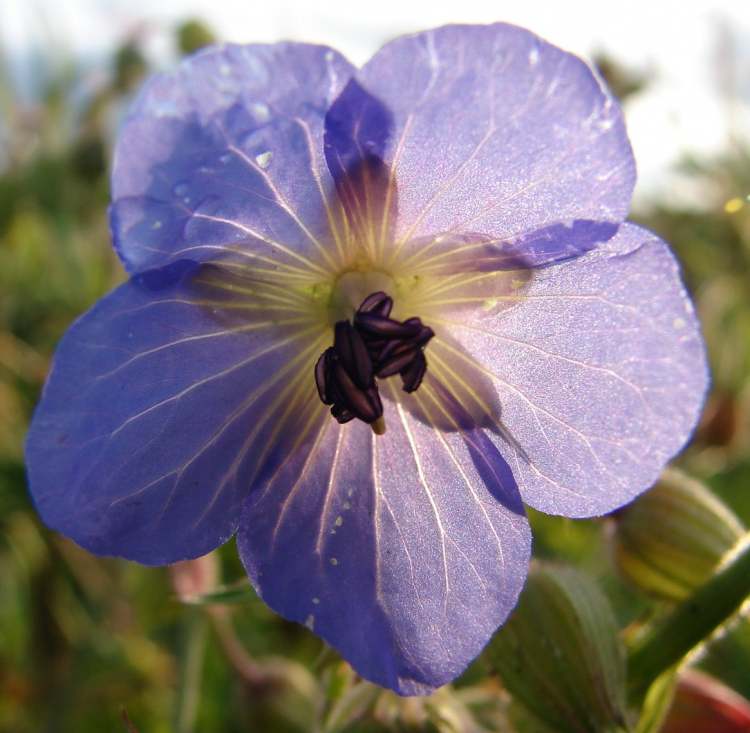 Wiesenstorchschnabel im Gegenlicht (Bitte hier klicken um dieses Bild in seiner vollen Größe zu betrachten)