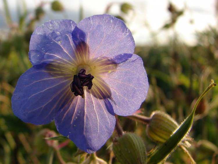 die zarte Blüte vom Wiesenstorchschnabel (Bitte hier klicken um dieses Bild in seiner vollen Größe zu betrachten)