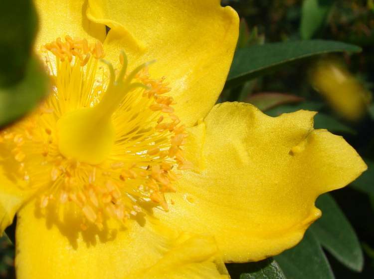 eine gelbe Blüte von einem Strauch (Bitte hier klicken um dieses Bild in seiner vollen Größe zu betrachten)