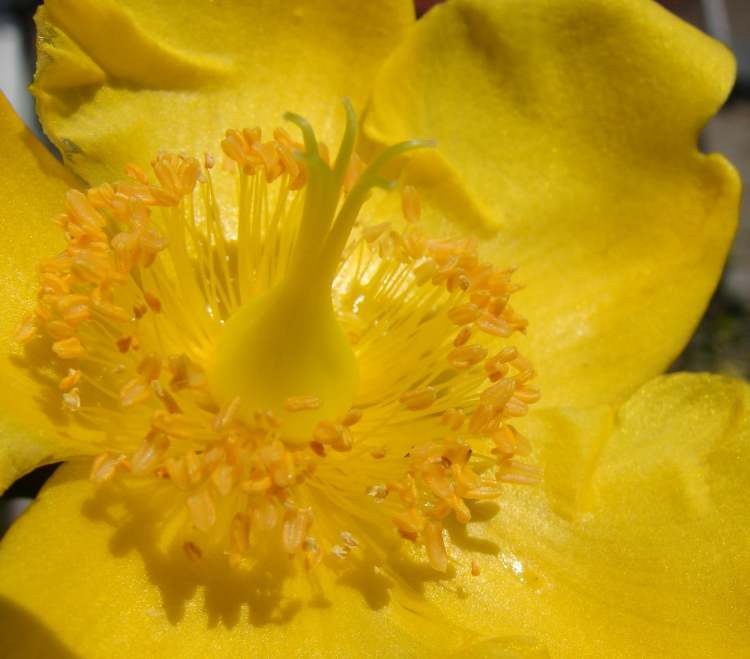 schöne gelbe Blüte von einem Strauch (Bitte hier klicken um dieses Bild in seiner vollen Größe zu betrachten)