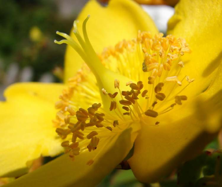 schöne gelbe Blüte von einem Gartenstrauch (Bitte hier klicken um dieses Bild in seiner vollen Größe zu betrachten)