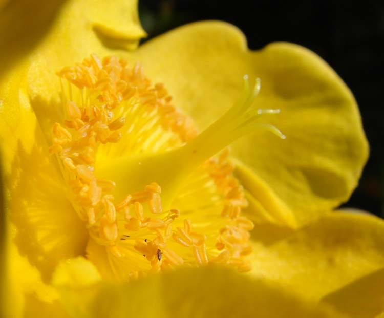 kraftvolle gelbe Blüte (Bitte hier klicken um dieses Bild in seiner vollen Größe zu betrachten)