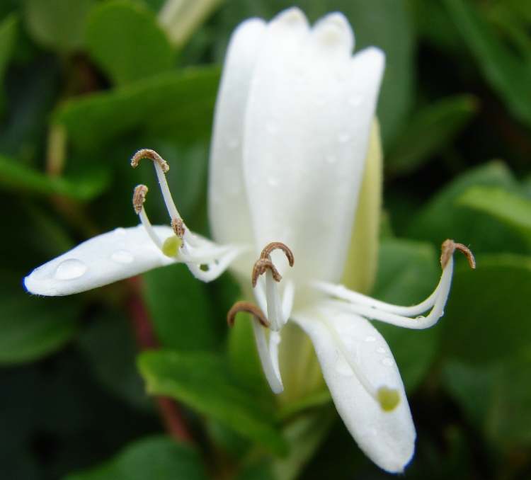 was für eine Blüte.. (Bitte hier klicken um dieses Bild in seiner vollen Größe zu betrachten)