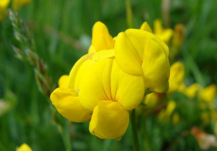 Gewöhnlicher Hornklee Blüte (Bitte hier klicken um dieses Bild in seiner vollen Größe zu betrachten)