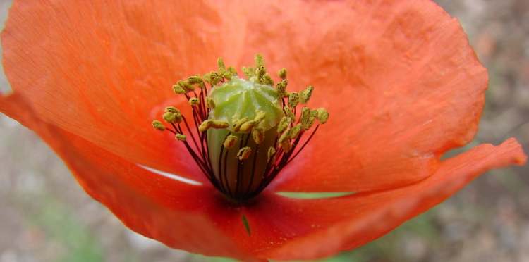 Mohn Blüte innen (Bitte hier klicken um dieses Bild in seiner vollen Größe zu betrachten)