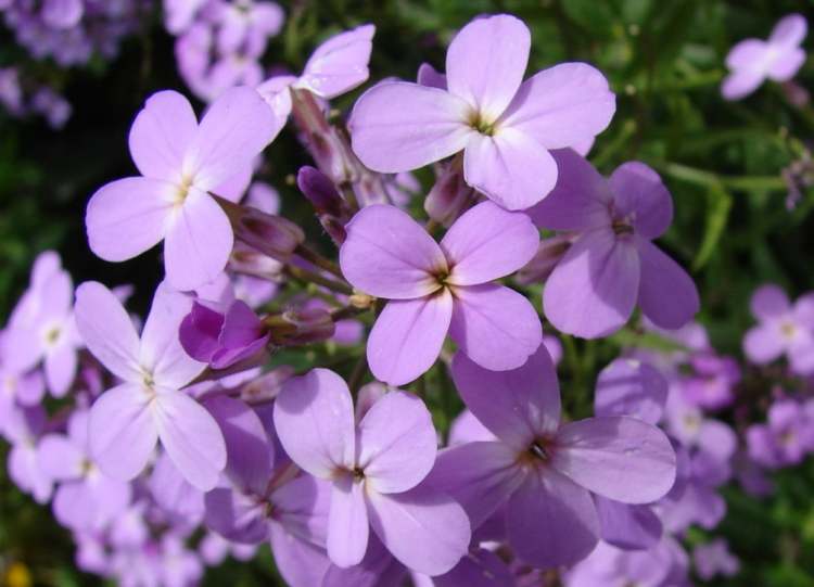 Gewöhnliche Nachtviole Blüten (Bitte hier klicken um dieses Bild in seiner vollen Größe zu betrachten)