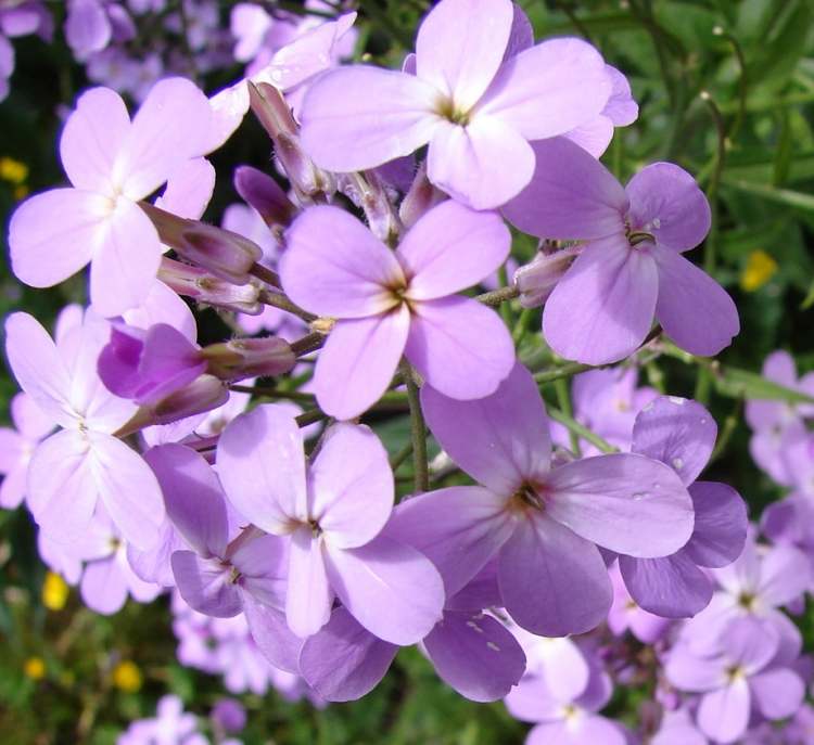 Nachtviole Blüten (Bitte hier klicken um dieses Bild in seiner vollen Größe zu betrachten)