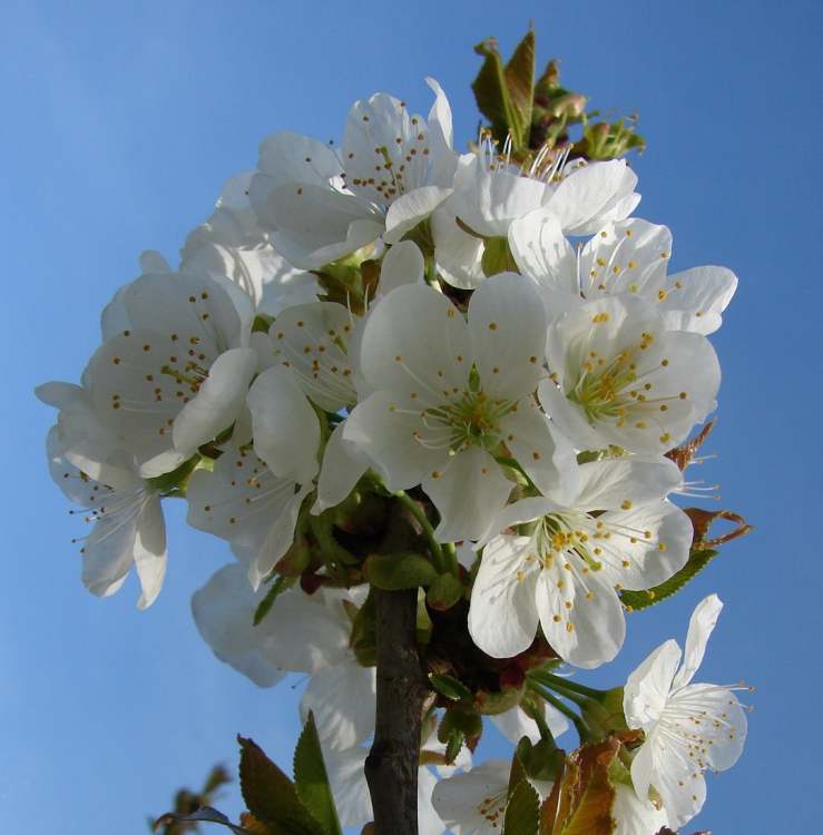 Blüten am Himmel (Bitte hier klicken um dieses Bild in seiner vollen Größe zu betrachten)