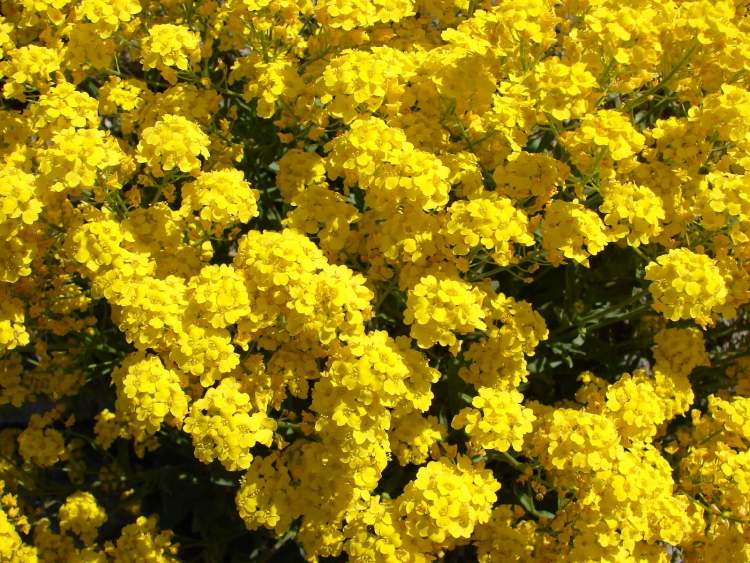 Felsensteinkraut Alyssum saxatile (Bitte hier klicken um dieses Bild in seiner vollen Größe zu betrachten)