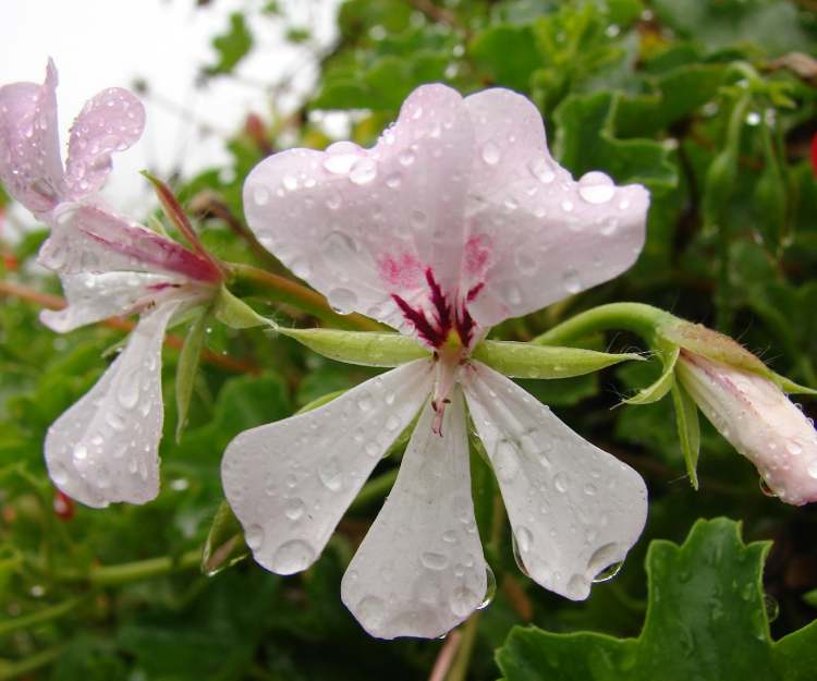 Blüten mit Wassertropfen vom Regen (Bitte hier klicken um dieses Bild in seiner vollen Größe zu betrachten)