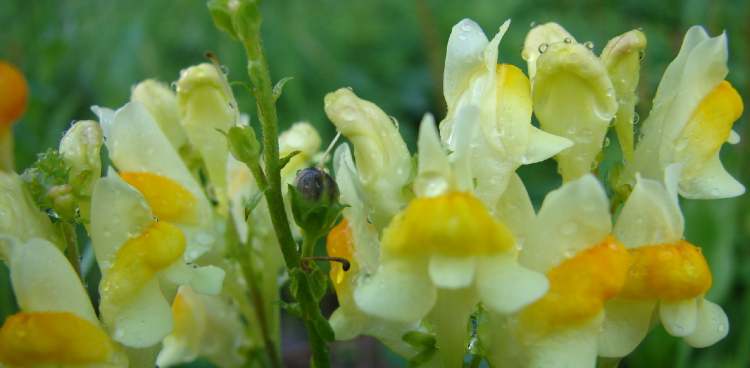 Blüten vom echten Leinkraut (Linaria vulgaris) (Bitte hier klicken um dieses Bild in seiner vollen Größe zu betrachten)