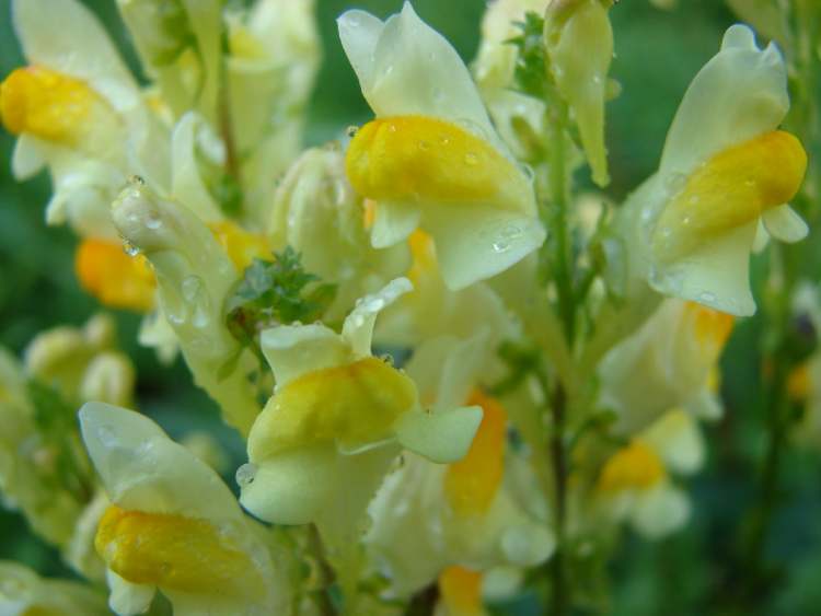 Leinkraut Blüten (Bitte hier klicken um dieses Bild in seiner vollen Größe zu betrachten)