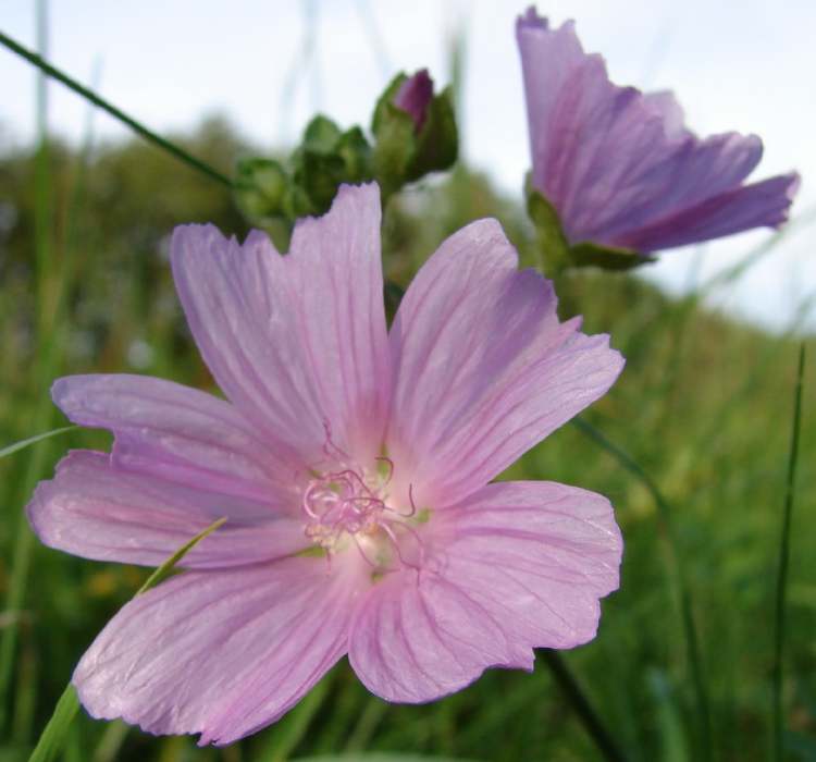 Rosenmalve Blüte (Bitte hier klicken um dieses Bild in seiner vollen Größe zu betrachten)