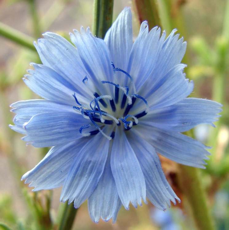 Gewöhnliche Wegwartenblüte (Bitte hier klicken um dieses Bild in seiner vollen Größe zu betrachten)