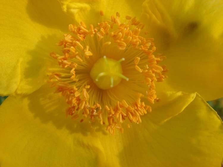 so schöne gelbe pralle Blüte (Bitte hier klicken um dieses Bild in seiner vollen Größe zu betrachten)
