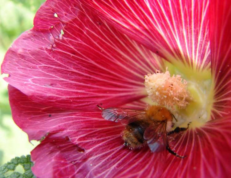 Hibiskus Blüte mit Biene (Bitte hier klicken um dieses Bild in seiner vollen Größe zu betrachten)