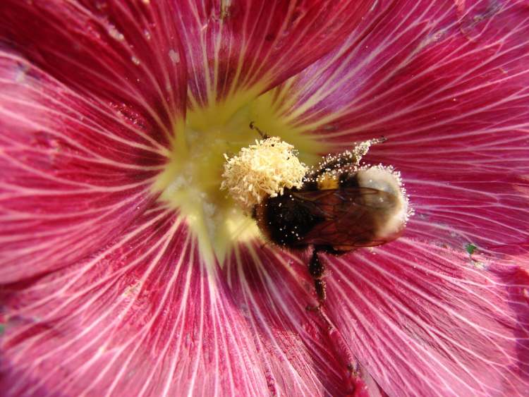 Biene mit Blütenpollen im Hisbiskus (Bitte hier klicken um dieses Bild in seiner vollen Größe zu betrachten)