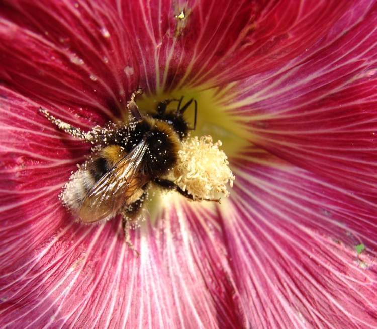 Hibiskusblüte mit Biene (Bitte hier klicken um dieses Bild in seiner vollen Größe zu betrachten)