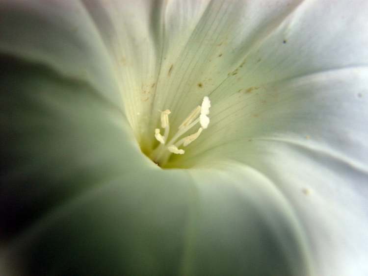 die Kraft einer weißen Blüte (Wicke) (Bitte hier klicken um dieses Bild in seiner vollen Größe zu betrachten)