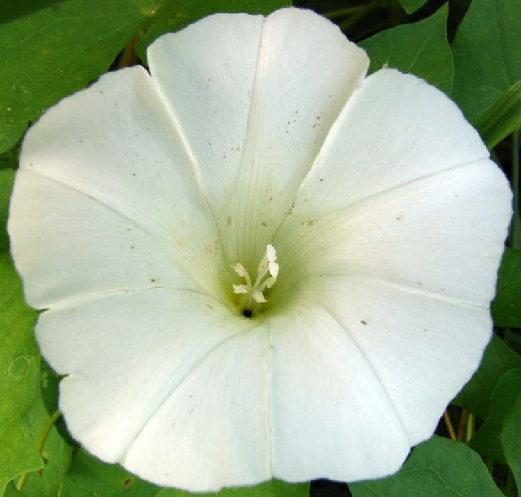 Blüte einer Wicke (Bitte hier klicken um dieses Bild in seiner vollen Größe zu betrachten)