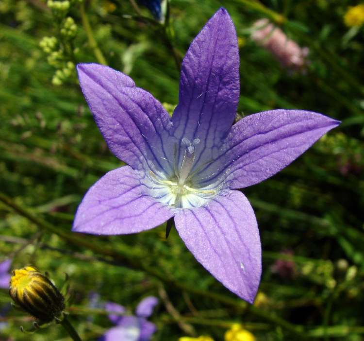 Wiesenglockenblume Blüte (Bitte hier klicken um dieses Bild in seiner vollen Größe zu betrachten)