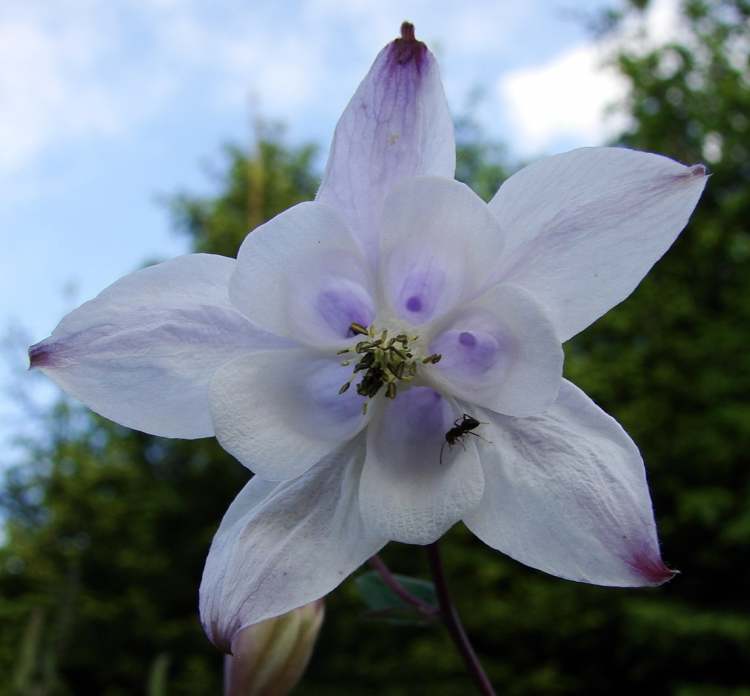 Akelei Blüte (Bitte hier klicken um dieses Bild in seiner vollen Größe zu betrachten)