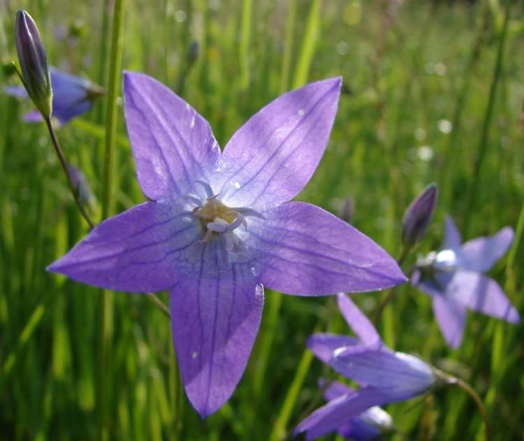 Wiesenglockenblumen (Bitte hier klicken um dieses Bild in seiner vollen Größe zu betrachten)