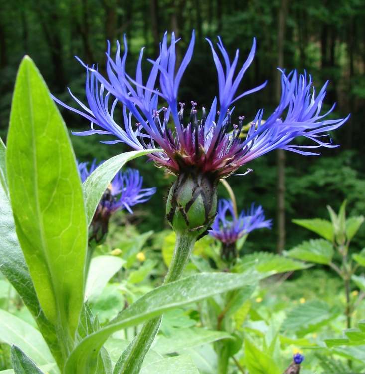 Bergflockenblume Blüte in Blau (Bitte hier klicken um dieses Bild in seiner vollen Größe zu betrachten)