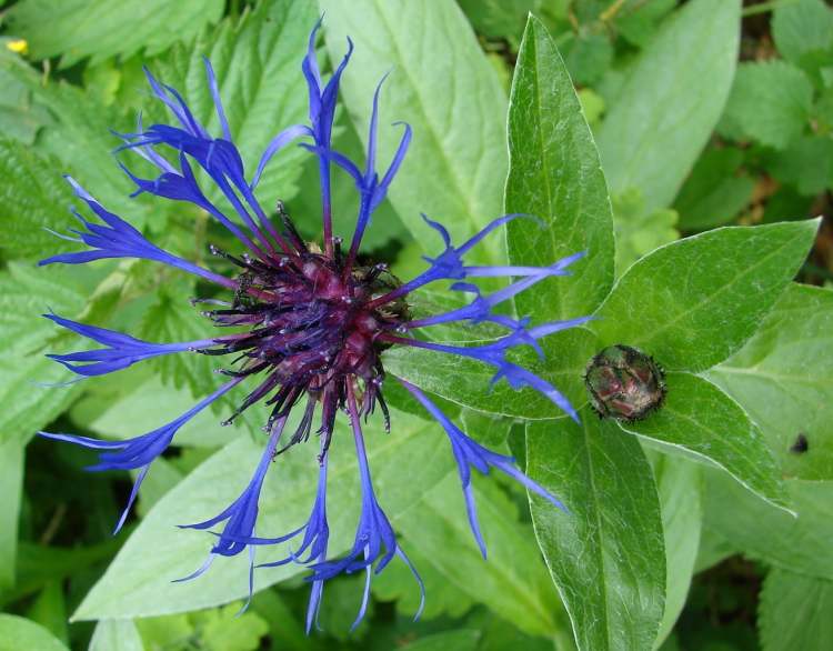 Blüte einer Bergflockenblume (Bitte hier klicken um dieses Bild in seiner vollen Größe zu betrachten)