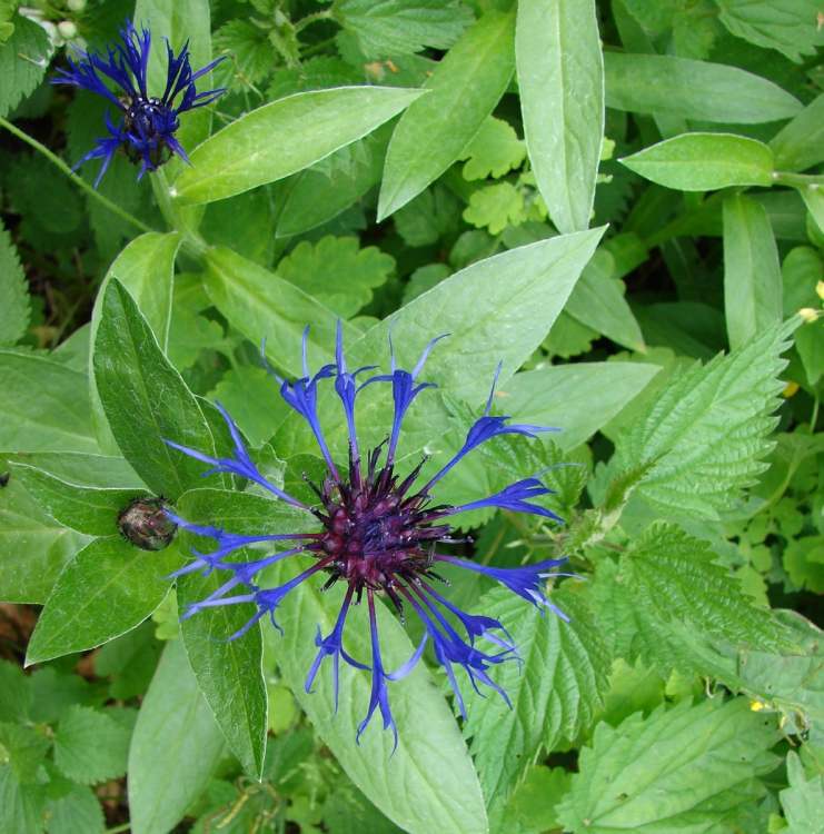 Bergflockenblume mit Brennessel daneben (Bitte hier klicken um dieses Bild in seiner vollen Größe zu betrachten)