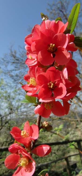 rote Blüten am Baum (Bitte hier klicken um dieses Bild in seiner vollen Größe zu betrachten)