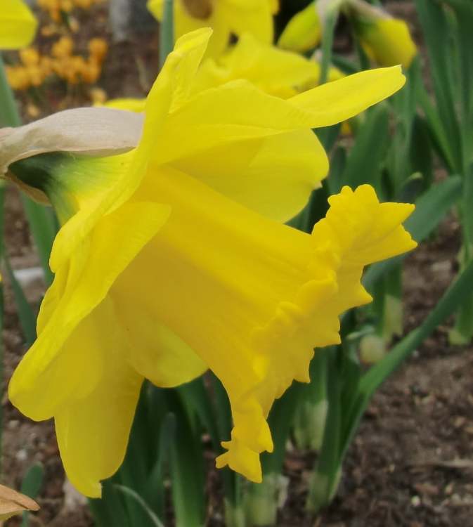 Gartennarzisse Blüte Seitenansicht (Bitte hier klicken um dieses Bild in seiner vollen Größe zu betrachten)