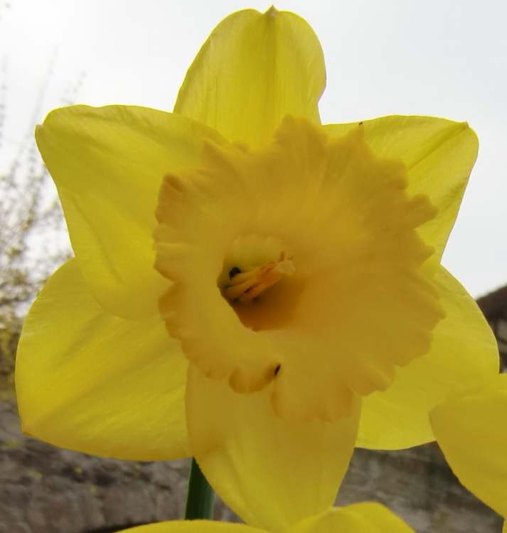 Gartennarzisse (Narcissus) (Bitte hier klicken um dieses Bild in seiner vollen Größe zu betrachten)