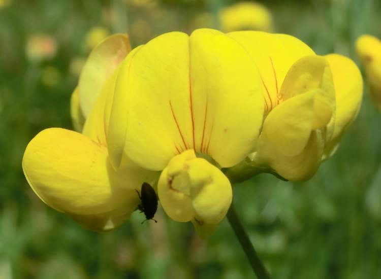 Hornklee Blüte (Bitte hier klicken um dieses Bild in seiner vollen Größe zu betrachten)