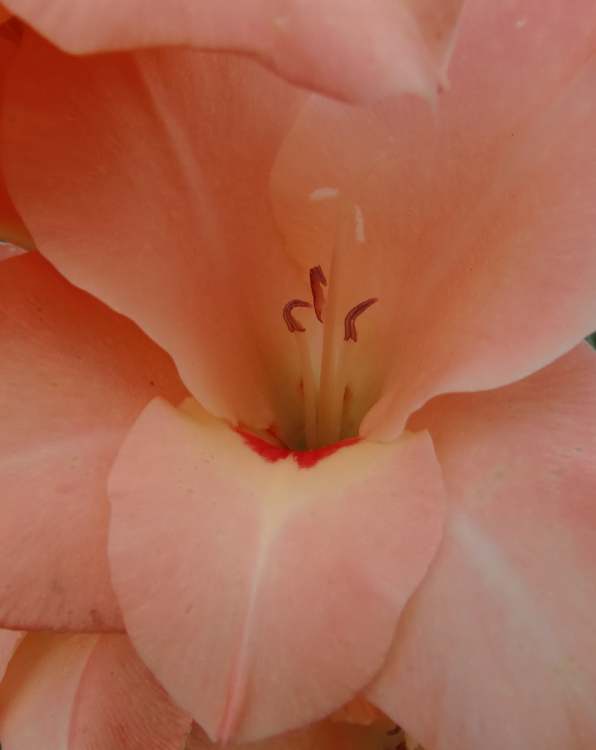Blüte einer Lilie (Bitte hier klicken um dieses Bild in seiner vollen Größe zu betrachten)