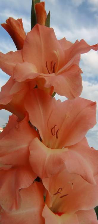 Lilien Blüten (Bitte hier klicken um dieses Bild in seiner vollen Größe zu betrachten)