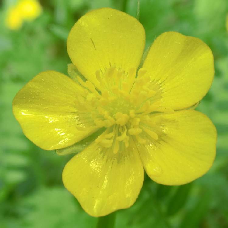 Sumpfdotterblumenblüte (Bitte hier klicken um dieses Bild in seiner vollen Größe zu betrachten)