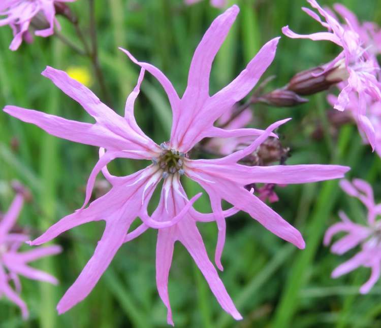 Kuckucks-Lichtnelke Blüte (Bitte hier klicken um dieses Bild in seiner vollen Größe zu betrachten)